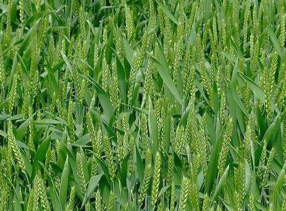 春小麦-春小麦种植.jpg