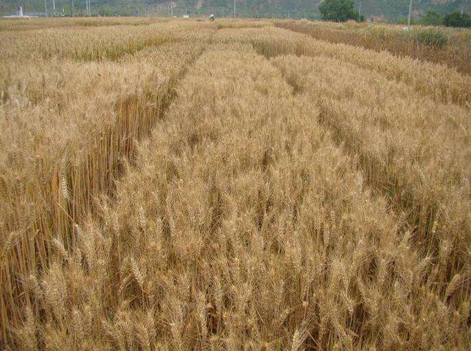 冬小麦-冬小麦种植.jpg