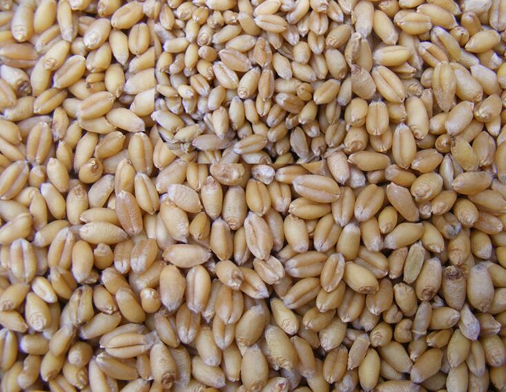 小麦的理化特性与营养.jpg