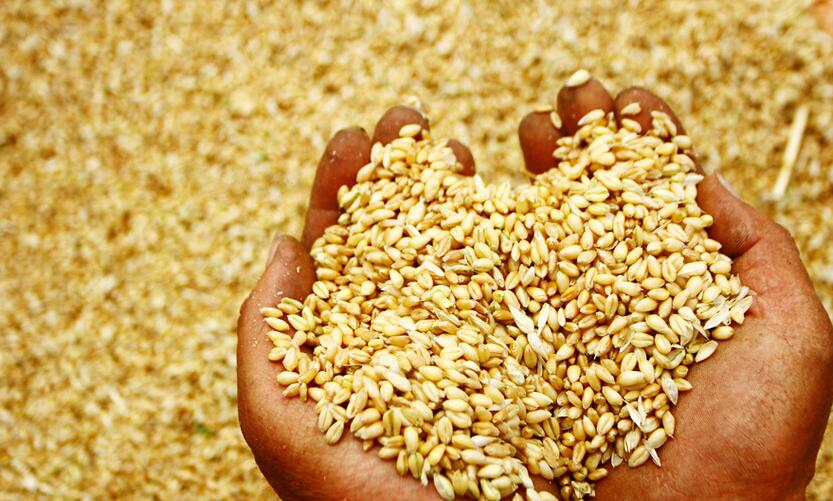 小麦的理化特性与营养.jpg.jpg